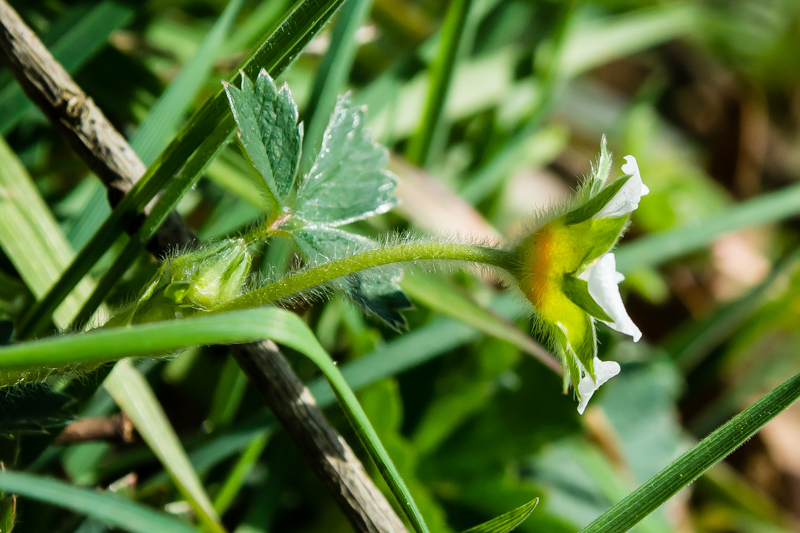 Potentilla sterilis / Potentilla sterile